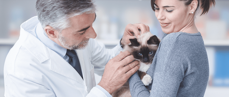 chat chez le vétérinaire